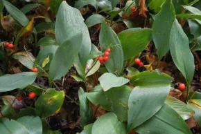 Червоні плоди конвалії