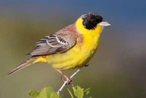 Чорноголова вівсянка (Emberiza melanocephala) Чорноголова вівсянка (Emberiza melanocephala)