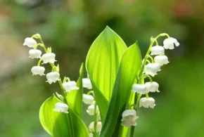 Конвалія звичайна