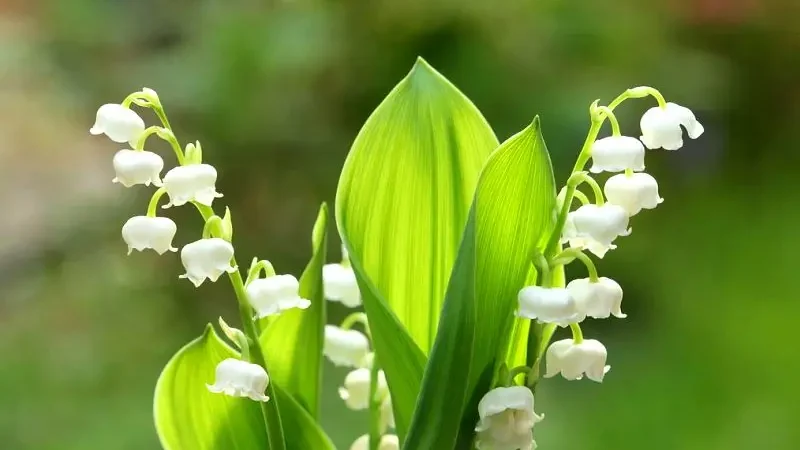 Конвалія звичайна