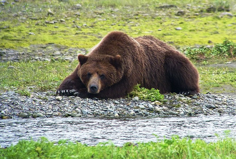 Бурий ведмідь, штат Аляска, США.
