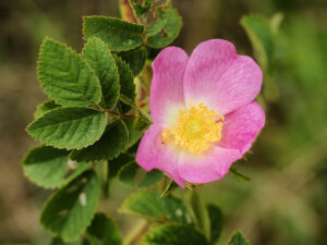 Листя з квіткою шипшини повстистої (Rosa tomentosa).
