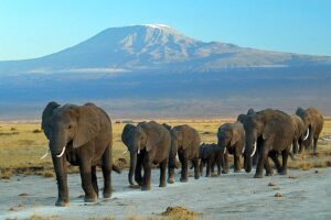 Слони в національному парку Амбоселі у Кенії