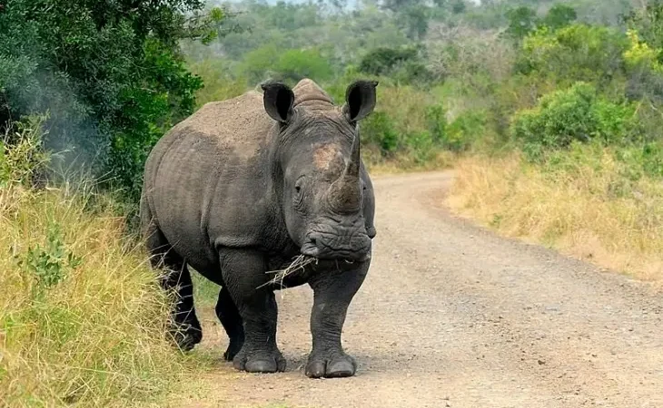 Білий носоріг (Ceratotherium simum)