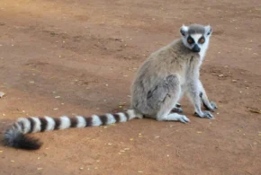 Котячий лемур (Lemur catta)