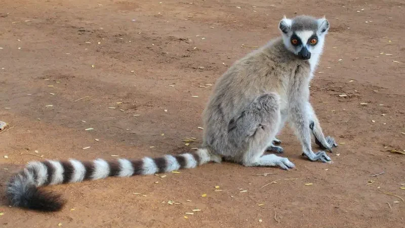 Котячий лемур (Lemur catta)