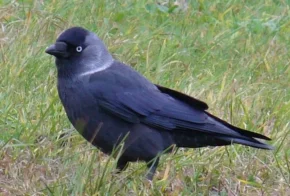 Галка звичайна (Corvus monedula)