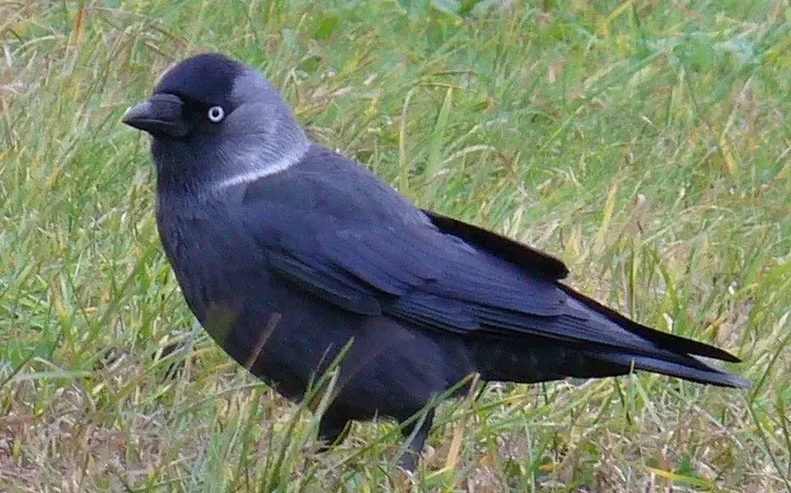 Галка звичайна (Corvus monedula)
