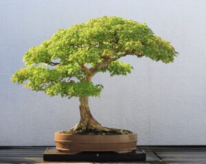 Бонсай, клен трироздільний (Acer buergerianum)