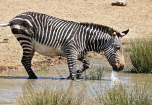 Зебра гірська (Equus zebra)