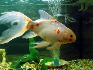 Шубункін - один з видів золотої рибки.