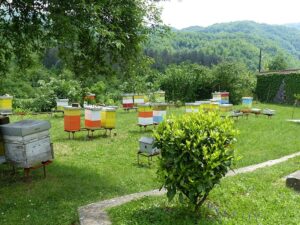 Бджолині вулики