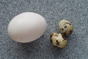 Перепелині яйця у порівнянні з курячим.