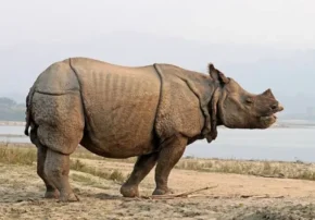 Носоріг індійський (Rhinoceros unicornis) Носоріг індійський (Rhinoceros unicornis)