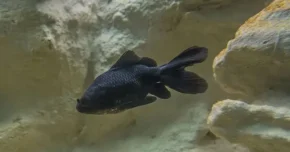 Чорний телескоп