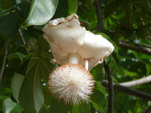 Загальний вид розкритої квітки баобаба