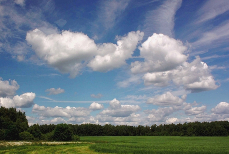 Купчасті хмари над полем