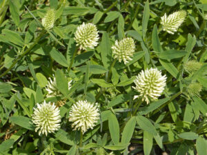 Конюшина паннонська (Trifolium pannonicum).