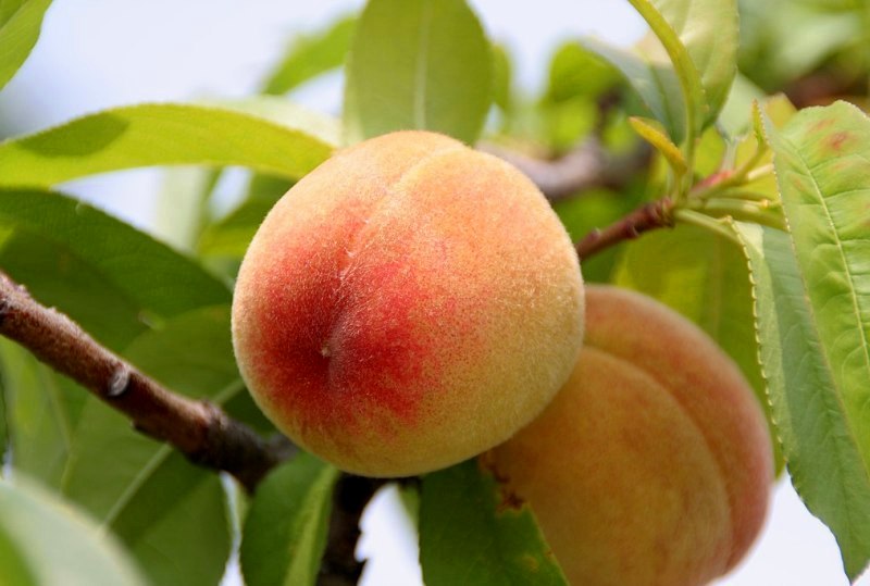 Плоди персика сорту "Bonanza". Знято в Яманасі, Японія.