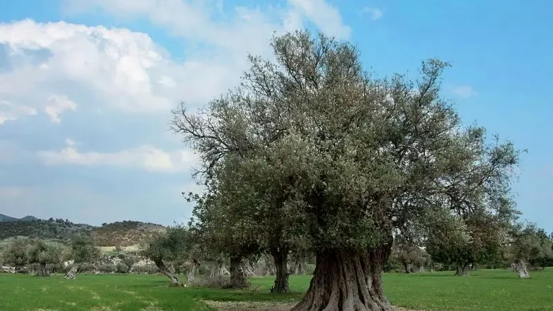 Оливковий гай на Кіпрі