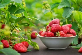 Полуниця садова або ананасна (Fragaria ananassa)