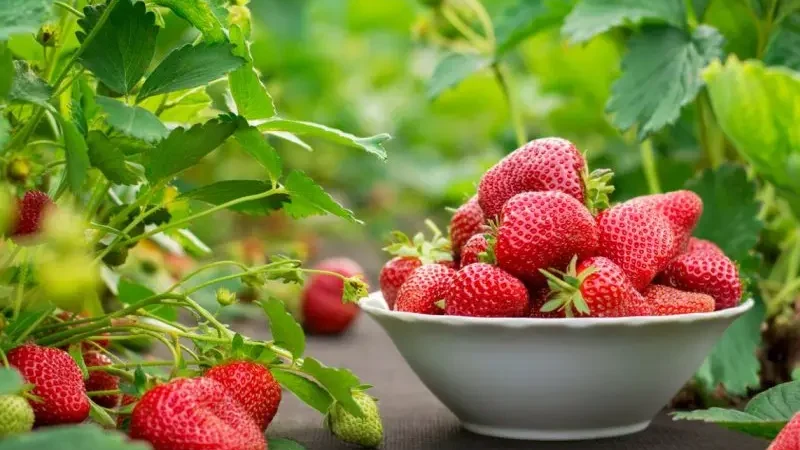 Полуниця садова або ананасна (Fragaria ananassa)