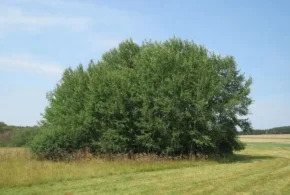 Зарості осики