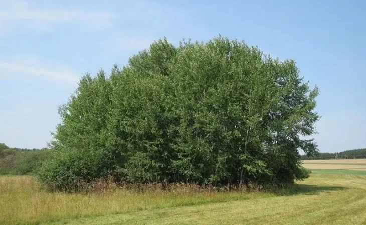 Зарості осики