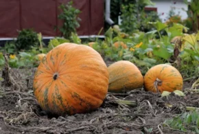 Гарбузи звичайні (Cucurbita pepo)