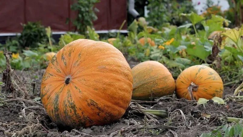 Гарбузи звичайні (Cucurbita pepo)