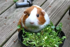 Морська свинка (або кавія свійська) їсть кінзу Морська свинка (або кавія свійська) їсть кінзу