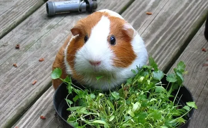 Морська свинка (або кавія свійська) їсть кінзу
