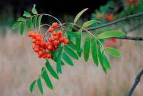 Плоди і листя горобини звичайної