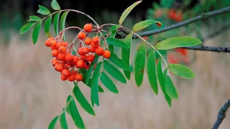 Плоди і листя горобини звичайної