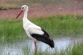 Білий лелека (Ciconia ciconia)