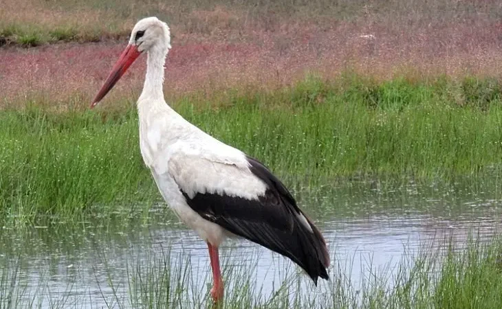 Білий лелека (Ciconia ciconia)