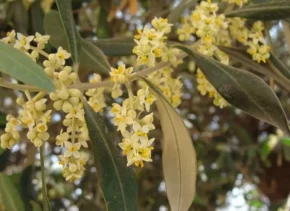 Оливкове дерево в цвіту