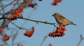 Зеленяк (Carduelis chloris) з родини в'юркових
