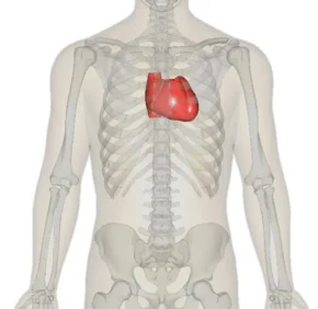 Положення серця в тілі людини