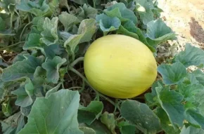 Диня на плантації