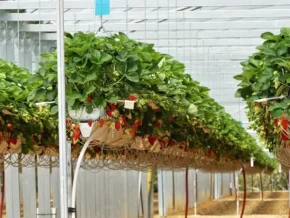 Вирощування полуниці без грунту