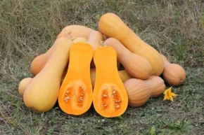 Гарбузи мускатні (Cucurbita moschata)