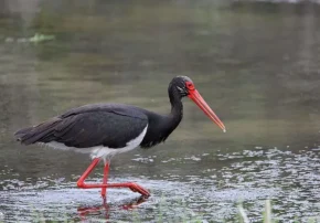 Чорний лелека (Ciconia nigra)