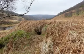 Нора борсука