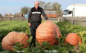 Рекордний український великоплідний гарбуз