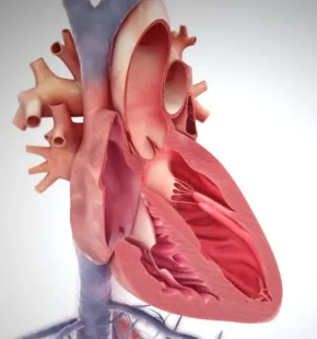 Серце людини у розрізі