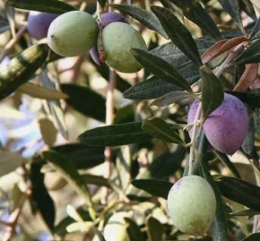 Плоди оливкового дерева