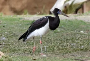 Африканський лелека (Ciconia abdimii)