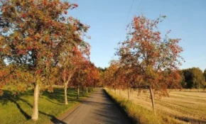 Горобина звичайна біля дороги