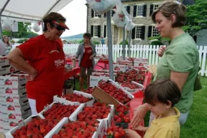 Полуничний фестиваль